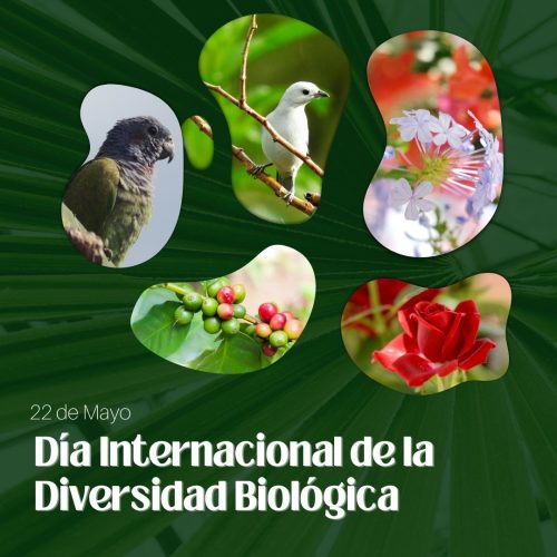 22 DE MAYO: DÍA INTERNACIONAL DE LA DIVERSIDAD BIOLÓGICA