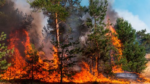 18 DE AGOSTO: DÍA MUNDIAL DE LA PREVENCIÓN DE INCENDIOS FORESTALES