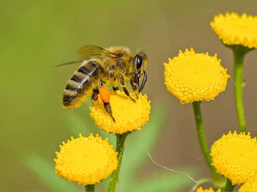 20 DE MAYO: DIA MUNDIAL DE LAS ABEJAS